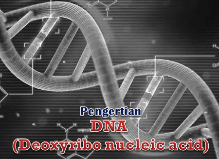Pengertian DNA Serta Fungsi Dan Sumbernya