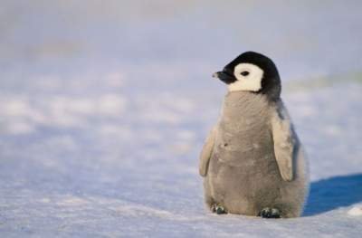 30 Fakta Menarik Tentang Penguin yang Mesti Kamu Tahu!