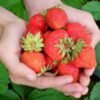 25 Fakta Asam-Manis Tentang Strawberry yang Harus Kamu Tahu!!