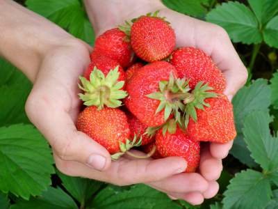 25 Fakta Asam-Manis Tentang Strawberry yang Harus Kamu Tahu!!